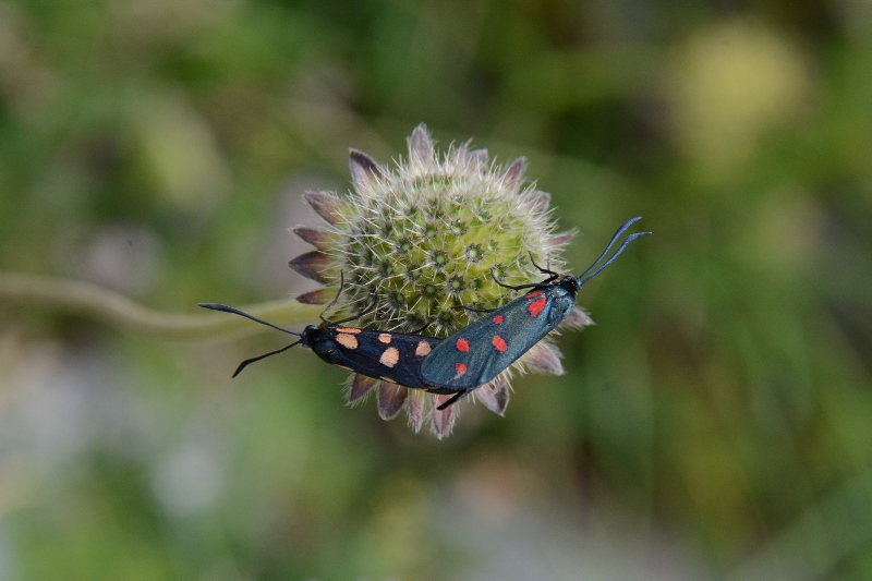 Zygaena transalpina ?